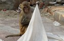 Video: Bị khỉ bắt cóc khi đang ngủ với mẹ, bé sơ sinh chết dưới giếng
