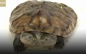 Video: Xem tận mắt "quái vật" rùa lạ 2 đầu đột biến cực hiếm