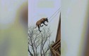 Video: Chú chó đi trên dây lên mái nhà tài tình như làm xiếc