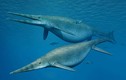 Tìm thấy xương của “rồng biển” 205 triệu năm to nhất thế giới