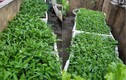 Mẹ đảm vừa trồng rau xanh mướt, vừa nuôi gà sạch trên sân thượng 40m²