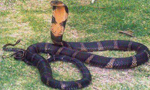 Ăn thịt rắn bị báo thù có thực không?