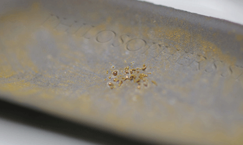 Phát hiện kinh ngạc vi khuẩn có thể "thải" ra vàng nguyên chất
