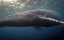 Video: Cá voi xám mẹ bất lực nhìn đàn cá voi sát thủ tách con ra để ăn thịt