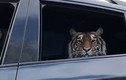 Video: Mở cửa sổ xe hơi, lộ ra con hổ khổng lồ ở ghế sau
