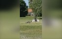 Video: Sếu giang cánh “hộ tống” cá sấu đi qua sân cỏ