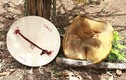 Đắk Lắk: Phát hoảng thấy nấm lạ lớn bằng nón lá chỉ sau vài giờ