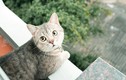 Chú mèo có sở thích "khoe đào" làm điên đảo cộng đồng mạng