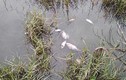 Video: Cá chết trắng hồ điều hòa, hàng trăm tấn nước bẩn đổ ra vịnh Hạ Long