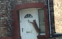 Video: Kỳ lạ chú mèo biết gõ cửa trước khi vào nhà