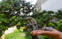 Chiêm ngưỡng bonsai tí hon giá nghìn đô khiến người chơi “phát sốt“