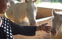 Video: Trang trại ngựa bạch ở Hà Nội từng nuôi 10 con thì 9 nấu cao