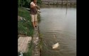 Video: Cần thủ Bắc Ninh câu được cá chim "khủng", to như chiếc quạt