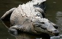 Video: Rắn nước kịch độc bị cá sấu khổng lồ phục kích, xơi tái