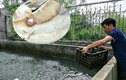 Bí quyết làm ra loại ngọc trai nước ngọt lớn nhất thế giới ở VN