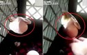 Video: Mò vào chuồng gà, rắn bị kẹt đầu vào lưới sắt vì... quả trứng