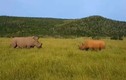 Đại chiến khốc liệt giữa cặp tê giác bảo vệ lãnh thổ