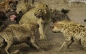 Sư tử tấn công linh cẩu, bị cả đàn quây đánh hội đồng