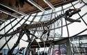 Bộ xương khủng long 150 triệu năm tuổi được bán đấu giá hơn 2 triệu USD