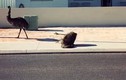 Video: Pha ngã "sấp mặt" của chú đà điểu khi đang chạy tốc độ cao