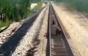 Video: Liều mình cứu con kẹt trên đường ray, gấu mẹ bị tàu hỏa cán chết