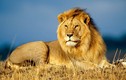Video: Sư tử già nhận kết đắng khi bon chen vào lãnh thổ sư tử trẻ
