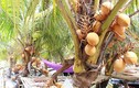 Video: "Đột nhập" vườn trái cây trồng dừa và ổi 2 màu siêu lạ ở Sài Gòn