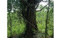 Có dấu hiệu giả hồ sơ cây "quái thú" bắt ở Quảng Ngãi
