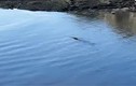 Video: Kỳ dị cảnh “rồng biển” bơi trên sông Anh