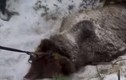 Video thống đốc Nga bắn chết gấu ngủ đông gây phẫn nộ