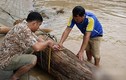 Người dân Nghệ An vớt củi trúng báu vật trăm tuổi giữa dòng nước lũ