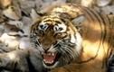 Hổ cái “thành tinh”, hại chết 13 người ở Ấn Độ