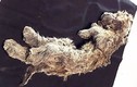 Cận cảnh xác ướp sư tử nguyên vẹn 50.000 năm ở Siberia