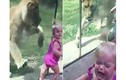 Thót tim sư tử lao đến vồ em bé trong vườn thú