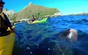 Video hải cẩu ngoạm bạch tuộc quật thẳng vào mặt người chèo thuyền