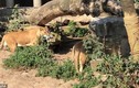 Video: Chim diệc chết thảm vì bay vào chuồng sư tử
