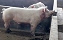 Lợn sổng chuồng cắn chết người đàn ông Trung Quốc