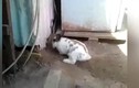 Video: Mèo bị mắc kẹt, thỏ làm việc gây xúc động
