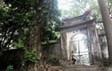 Chuyện ly kỳ cây sưa trăm tỷ mặc áo giáp sắt ở Hà Nội