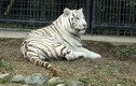 Cho hổ trắng về buồng ngủ, nhân viên sở thú bị cắn tử vong