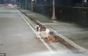 Video: Chó cố gắng hồi sinh bạn đã chết bên đường ở Philippines