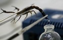 Video: Tại sao nọc độc bọ cạp nguy hiểm lại có giá tới 39 triệu đô?
