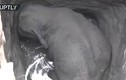Video: Giải cứu voi con ngã xuống giếng sâu gần 8 mét