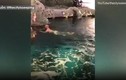 Video: Khỏa thân nhảy vào bể cá mập, người đàn ông bị cảnh sát truy lùng