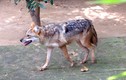 Video: Chọc giận linh dương, chó rừng bị đuổi chạy thục mạng