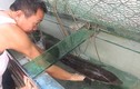 Ngư dân Nghệ An bắt được cá chình "khủng" hiếm gặp