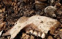 Phát hiện cả nghìn răng người giấu trong bức tường nhà ở Mỹ
