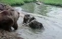 Video: Gia đình gấu đại chiến đàn sói và kết cục đẫm máu
