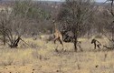 Video: Hươu cao cổ mẹ chạy ra bảo vệ con bị cắn rời chân bởi linh cẩu