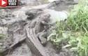 Video: Điều xảy ra khi cá sấu nhỏ dám tấn công đồng loại to lớn